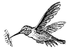 Coloring page bird - Hummingbird