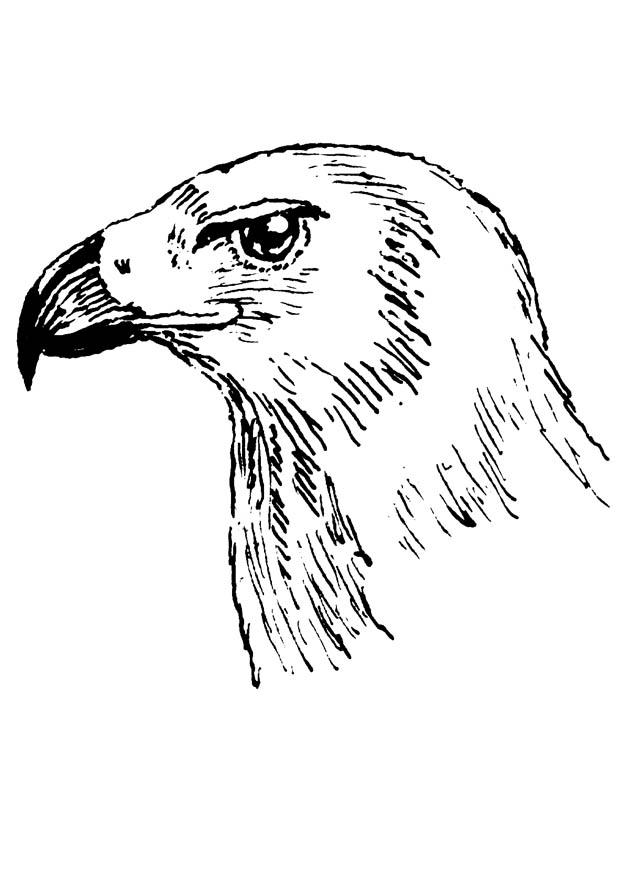 hawk head coloring page