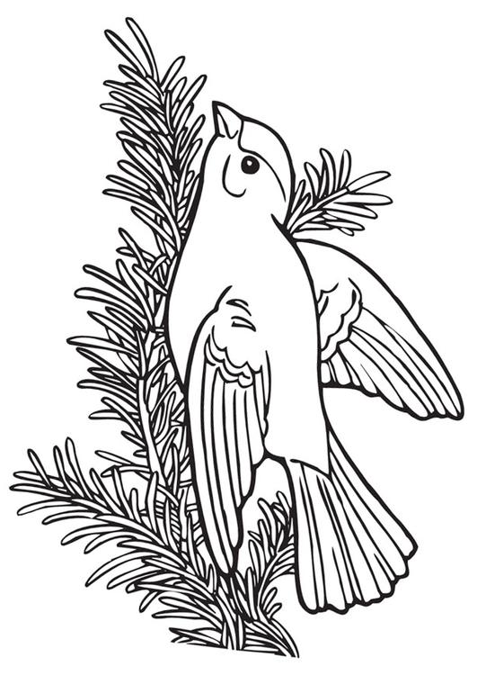 bird