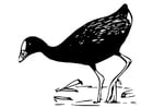 Coloring pages bird - purple gallinule