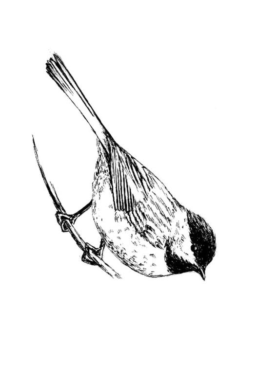 bird - Tit