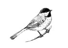 Coloring pages bird - Tit