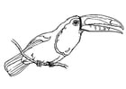 Coloring page bird - toucan