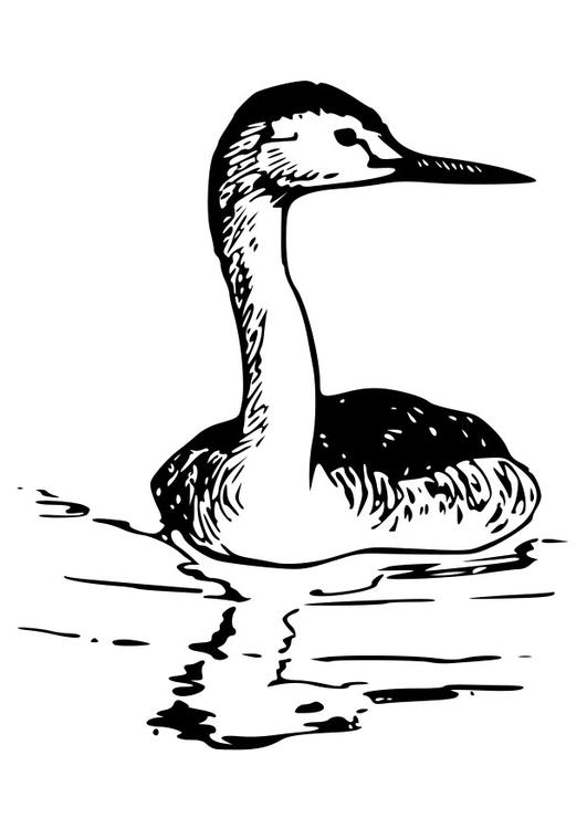 bird - western grebe