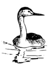 Coloring pages bird - western grebe