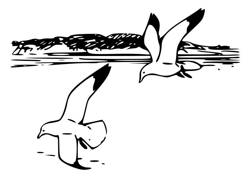 Coloring page birds - herring gulls