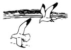 Coloring page birds - herring gulls