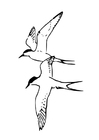 Coloring pages birds