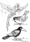 Coloring page birds