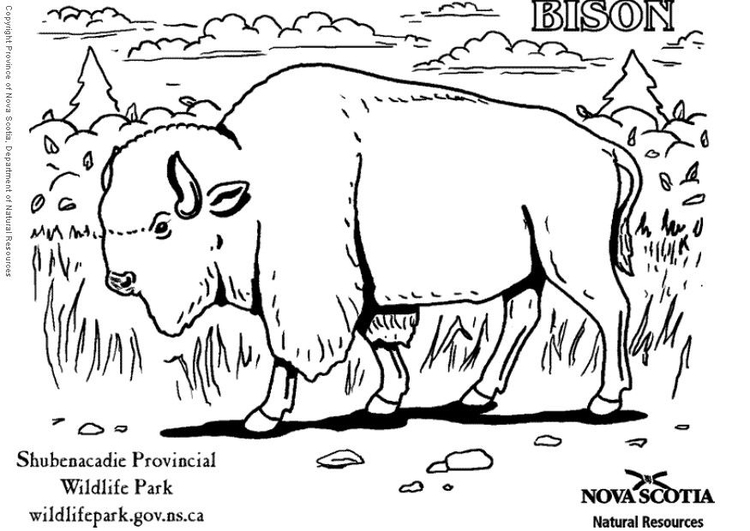 Coloring page bison