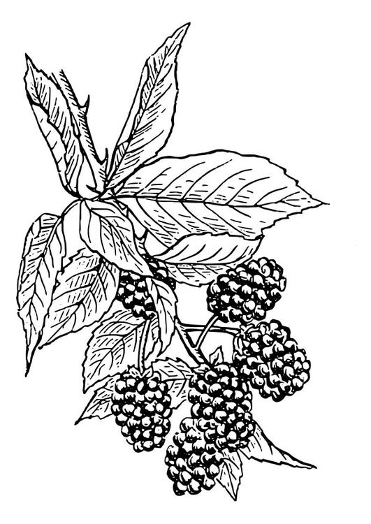 Blackberry