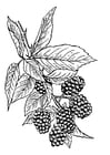 Coloring pages Blackberry