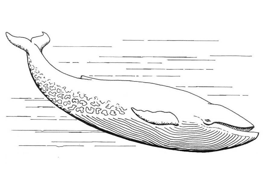 Coloring page blue whale