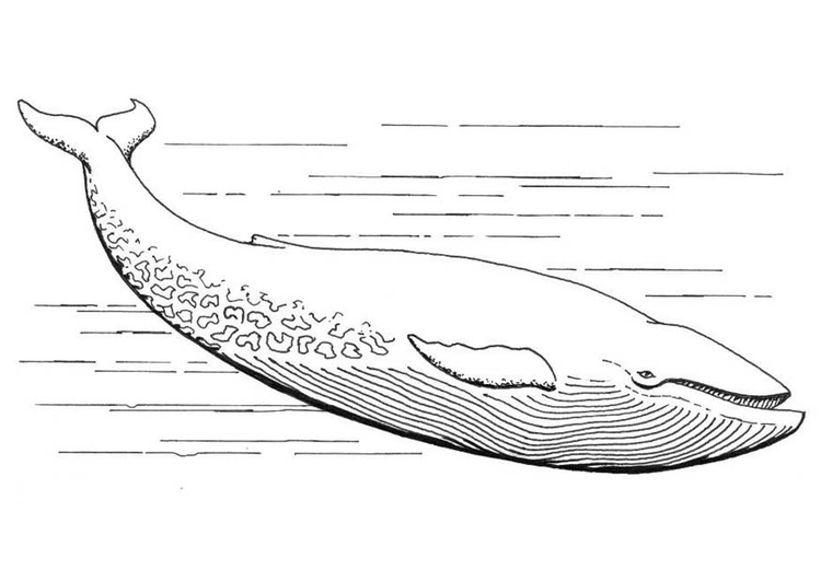 Coloring page blue whale