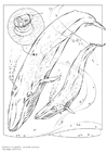 Coloring page blue whale