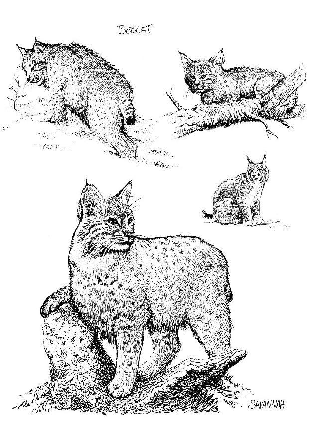 bobcat coloring page