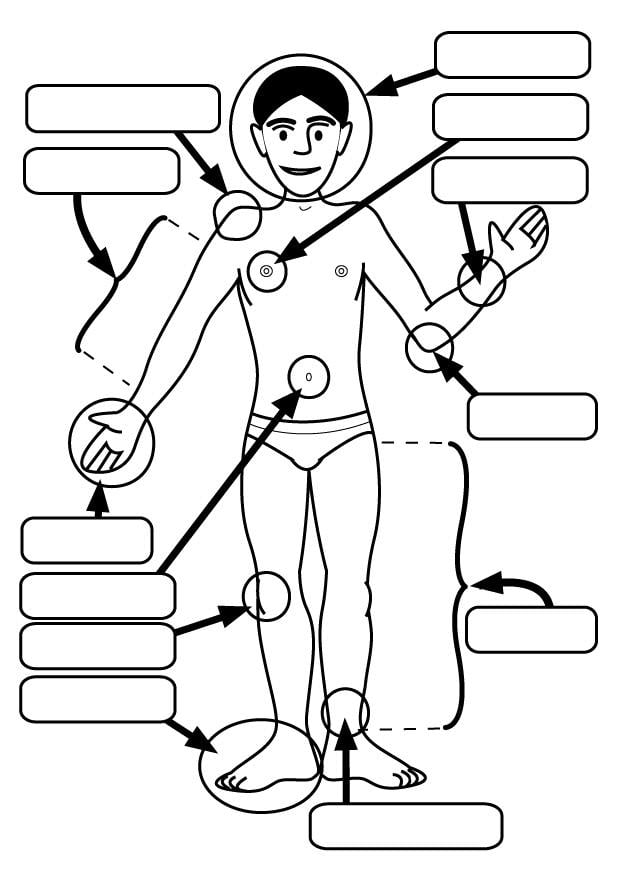 Coloring page body parts