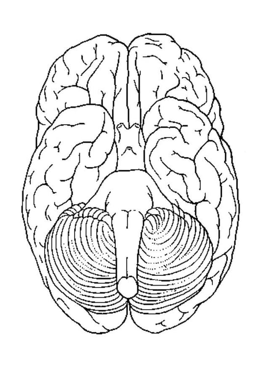 Coloring page brain, bottom view