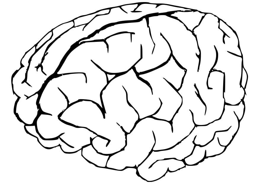 Coloring page brain