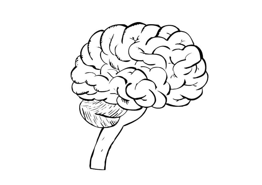 Coloring page brain