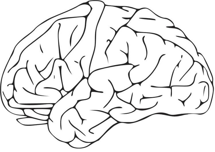 Coloring page Brain