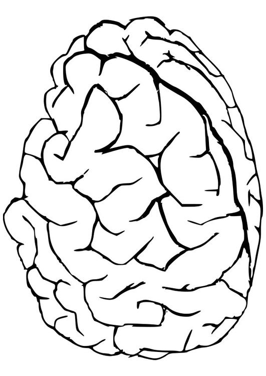 brain