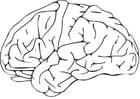 Coloring page Brain