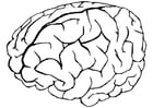 Coloring page brain