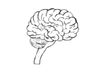 Coloring page brain