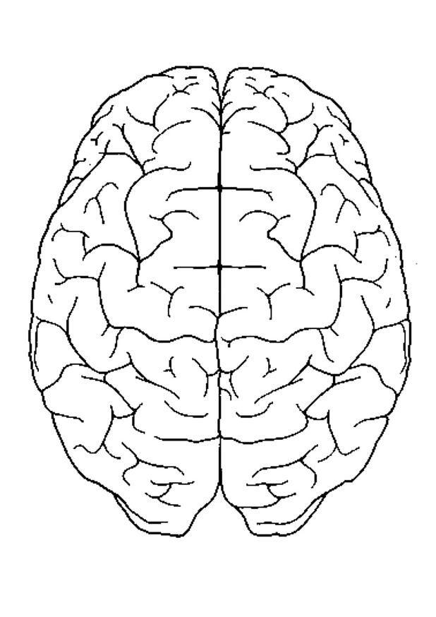 Coloring page brain, top view