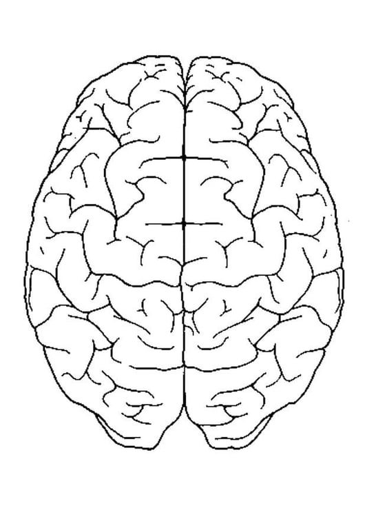 Coloring page brain, top view