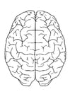 brain, top view