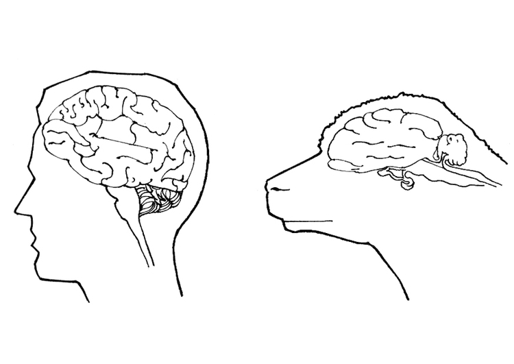 Coloring page brains of human and sheep