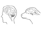 Coloring pages brains of human and sheep