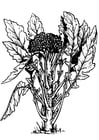 Brocoli