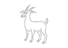 Coloring pages buck
