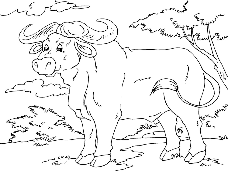 Coloring page buffalo