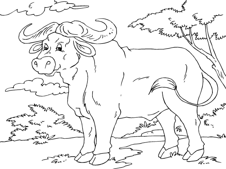 Coloring Page Buffalo Free Printable Coloring Pages