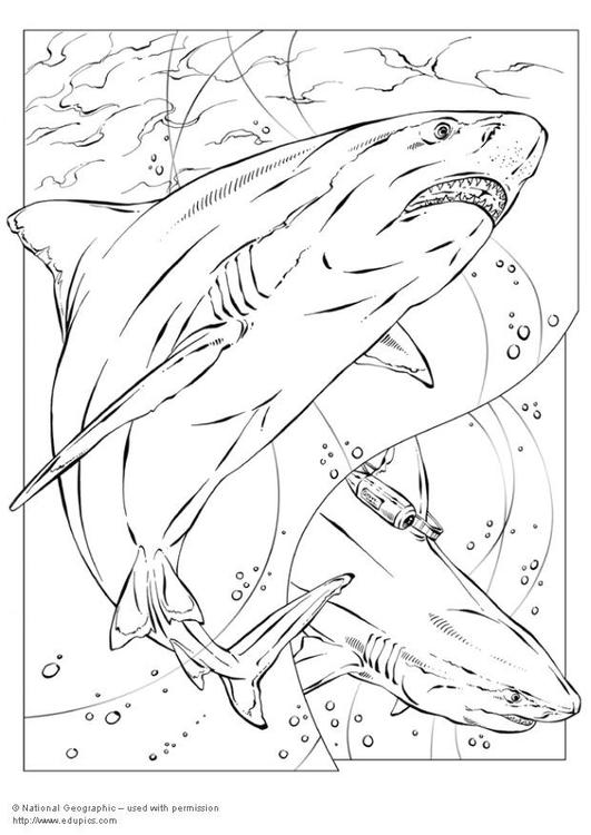 bull shark