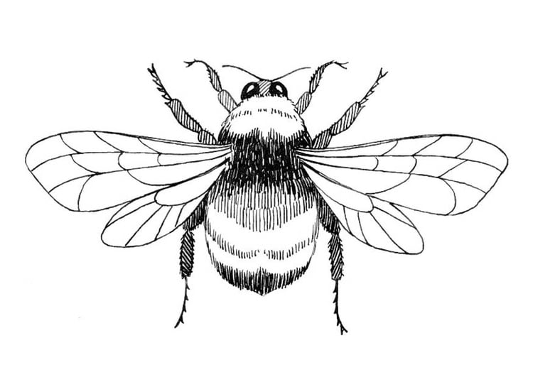 Coloring page bumblebee