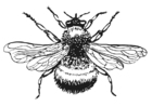 Coloring pages Bumble-Bee