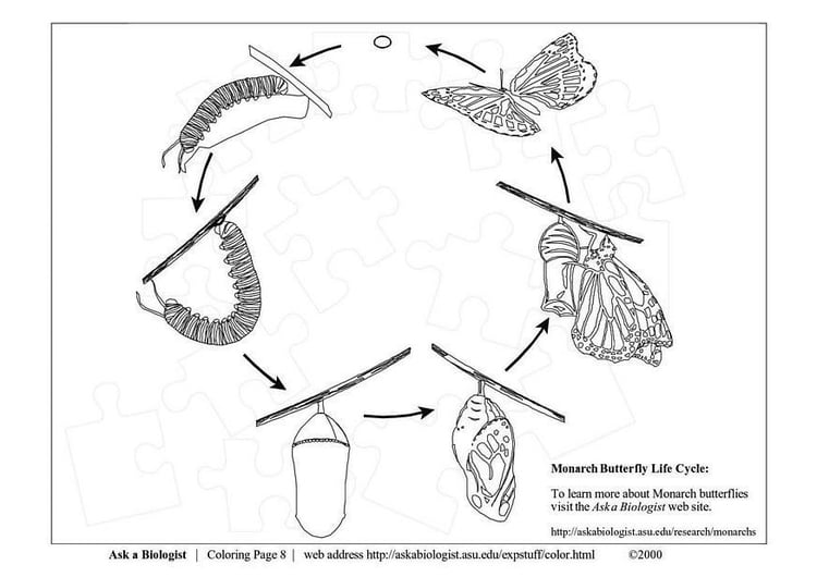 Coloring page butterfly cycle
