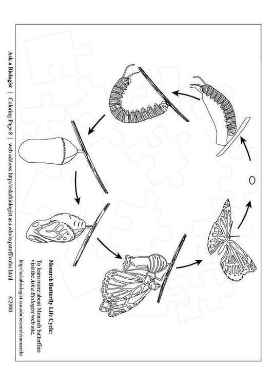 butterfly cycle