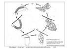 Coloring page butterfly cycle