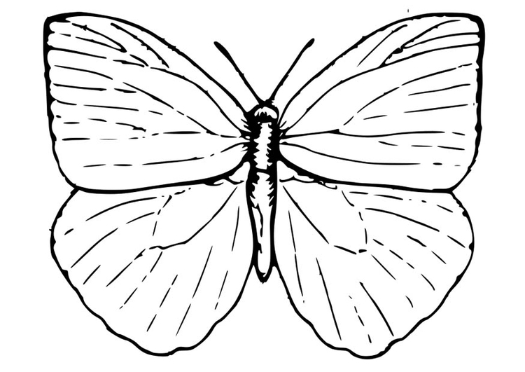 Coloring page Butterfly