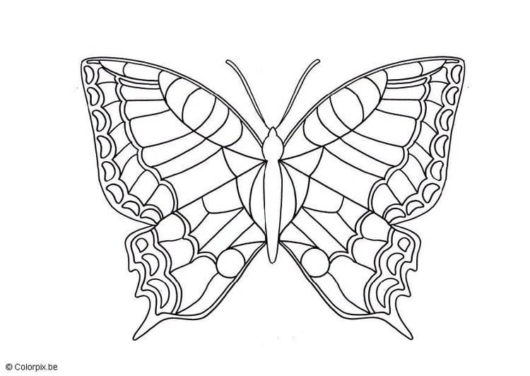 Coloring page butterfly