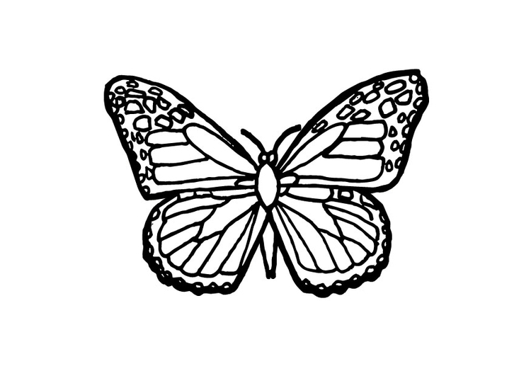 Coloring page butterfly