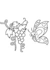 butterfly in grapes