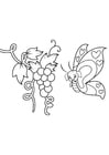 Coloring page butterfly in grapes