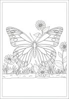 butterfly in the garden